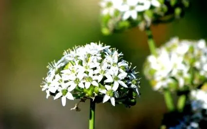 50ml plante