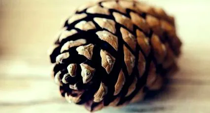 maritim pinus