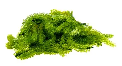 clorofila eficiente