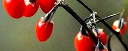 fructe goji