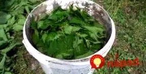 коприва саксия