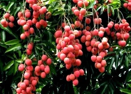 litchi pentru