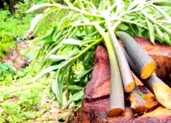 glucomannan