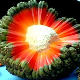 fructul