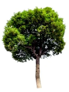 10ml cinnamomum