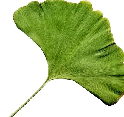 гинко