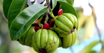 garcinia boabe