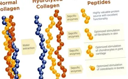 hidrolizate colagen