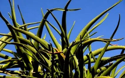 aloe