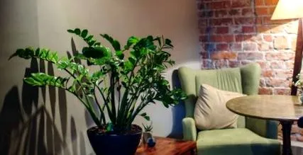 plantele întunecate