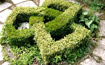 celtice Culoarea părului vegetal