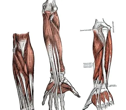 musculus extensor viii
