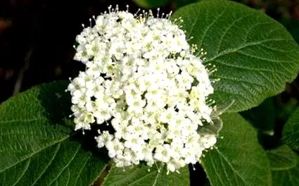 viburnum viburnum