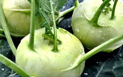legumă