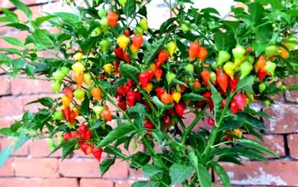 chili