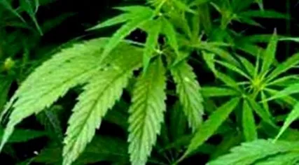 cannabis