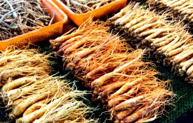 coreean ginseng