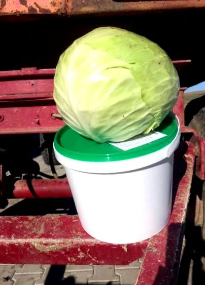 găleată fermentată