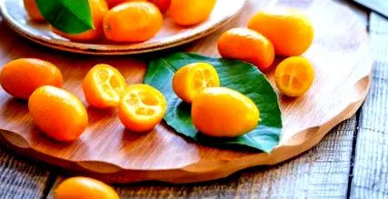 auzit fruct