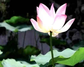 florilor lotus flori lotus