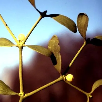 herba plante
