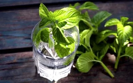Menta este