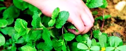 arome menta