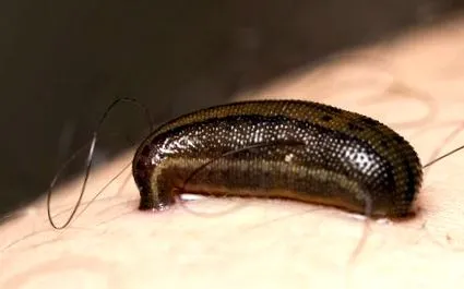 supraviețuirea