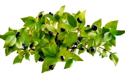myrtus