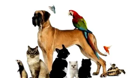 animale populare
