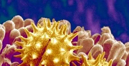 vaccinare împotriva