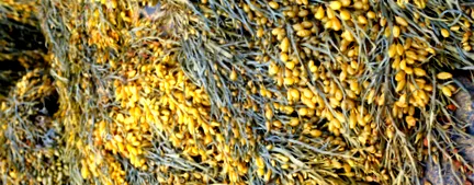 afecta
