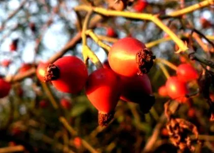 ierburi ajutor