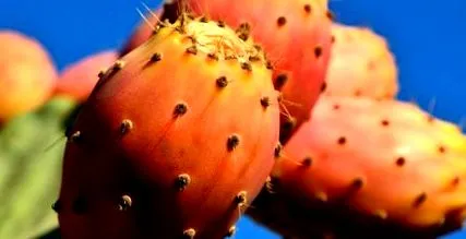 nopal