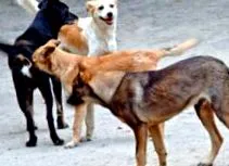 кучиња кучиња