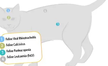 vetcon oltások