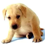 dragut