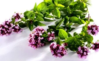 aromă putere