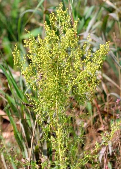 palina