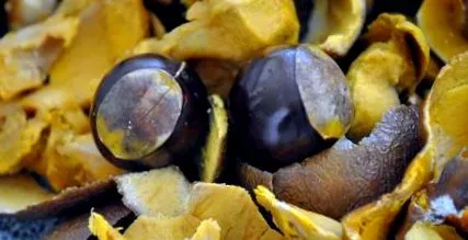 lucuma