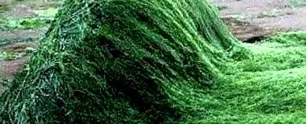 spirulina
