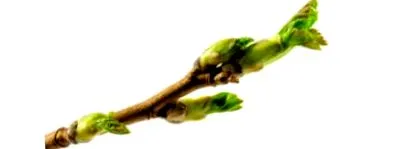 sănătoasă