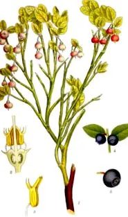 myrtillus comun