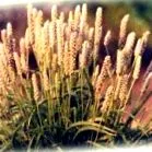 psyllium