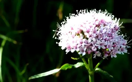 hatása valerian
