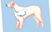 pneumonie