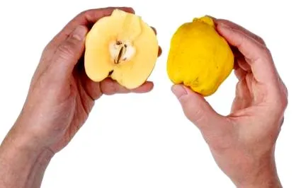 fructul