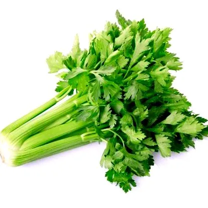 graveolens