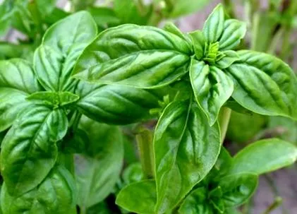 plante adaugă toate
