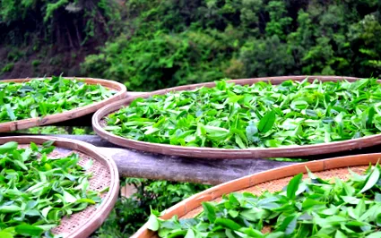 verde ceaiul